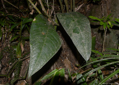 Anthurium urvilleanum