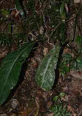 Anthurium urvilleanum