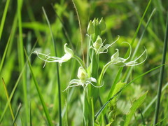 Habenaria gourlieana