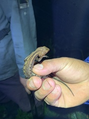 Gelanesaurus flavogularis