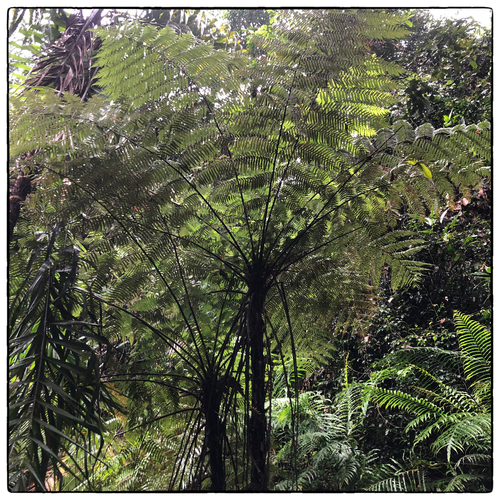 Cyathea walkerae