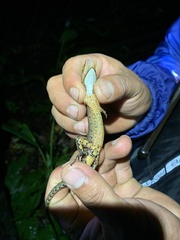 Gelanesaurus flavogularis