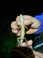 Gelanesaurus flavogularis