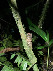 Osteocephalus verruciger