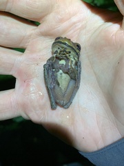 Osteocephalus verruciger