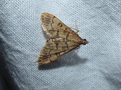 Dolicharthria bruguieralis