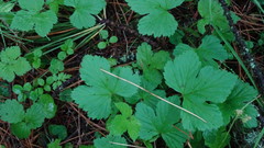 Rubus humulifolius