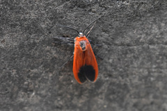 Phauda flammans