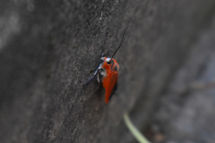 Phauda flammans