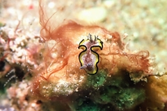 Glossodoris gregorius