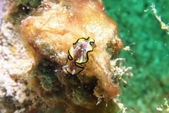 Glossodoris gregorius