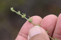 Harpagonella palmeri