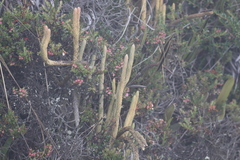 Phlegmariurus crassus