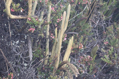 Phlegmariurus crassus