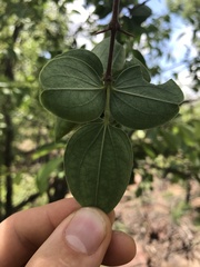 Strychnos cocculoides