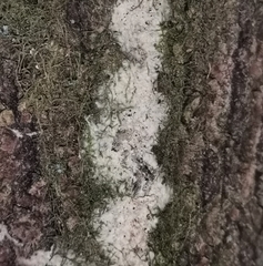 Rigidoporus corticola