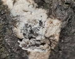 Rigidoporus corticola