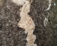 Rigidoporus corticola