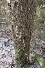 Rigidoporus corticola