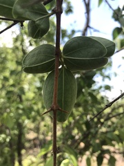 Strychnos cocculoides