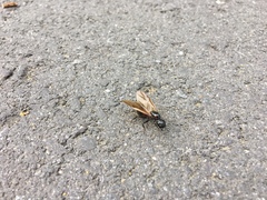 Camponotus obscuripes