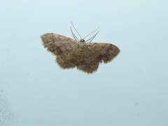 Idaea subsaturata