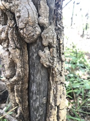 Strychnos cocculoides