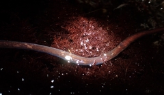 Cerebratulus albifrons
