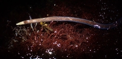 Cerebratulus albifrons