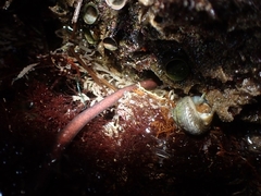 Cerebratulus albifrons