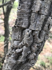 Strychnos cocculoides