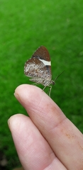 Hagnagora anicata