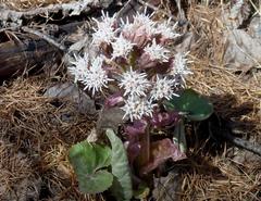 Petasites paradoxus