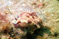 Hypselodoris pulchella