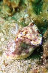 Hypselodoris pulchella