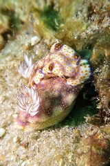 Hypselodoris pulchella