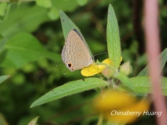 Jamides bochus formosanus