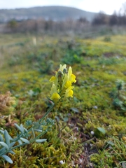 Linaria polygalifolia