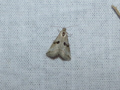 Zebeeba falsalis