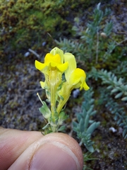 Linaria polygalifolia