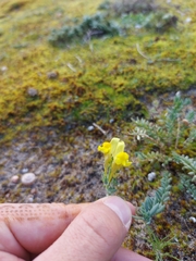 Linaria polygalifolia