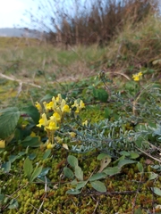 Linaria polygalifolia