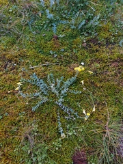 Linaria polygalifolia