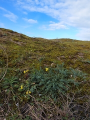 Linaria polygalifolia