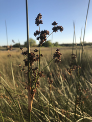 Juncus kraussii