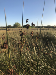 Juncus kraussii