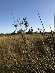 Juncus kraussii