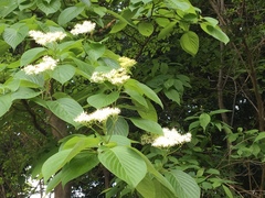 Cornus controversa