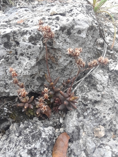 Sedum gypsophilum, photograph 3