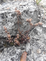 Sedum gypsophilum, photograph (c) Alejandro Gómez Maya, some rights reserved (CC BY)
